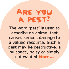 Are you a pest?